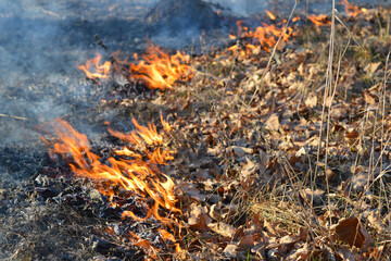 Burning leaves and dry grass. Flames out of focus.