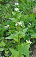 Garlic mustard (Alliaria petiolata) grows in the wild