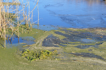 Contaminated river with sewage. Green and dirty water.