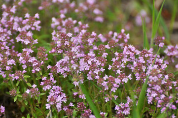 Thyme (Thymus serpyllum) blooms in nature