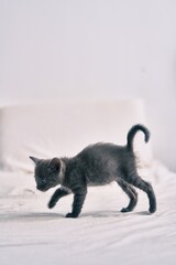 Adorable grey cat walking at the bed.