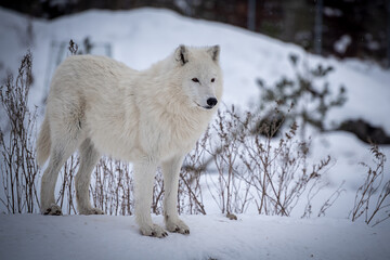 Obraz premium The Arctic wolf (Canis lupus arctos), also known as the white wolf or polar wolf