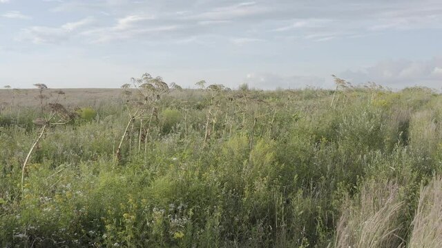 Dangerous toxic plant Giant Hogweed in abandoned field. Known as Heracleum or Cow Parsnip. Forms burns and blisters on human skin. Drone 4K D-log Ungraded