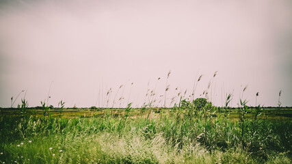 Horizontal shot of a greenfield on a gloomy day