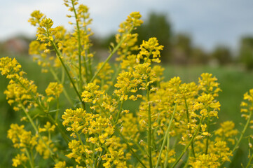 Canola plant with yellow flowers.