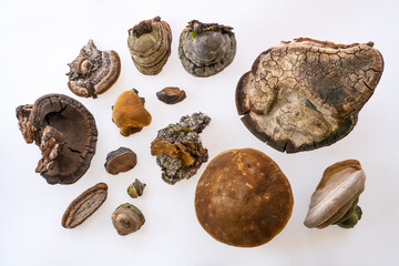 archive of hard fungi in nature