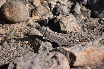 Lizard Capitan Mountains New Mexico 2020