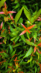 red and green leaves