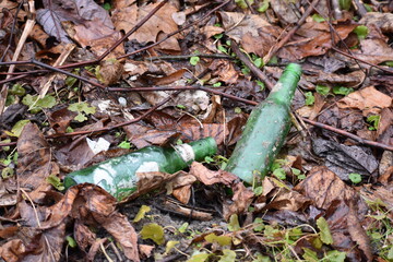 Two green empty litter glass beer bottles abandoned in grass and leaves