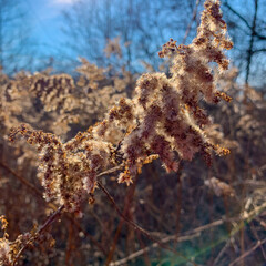 Flowers in the Winter