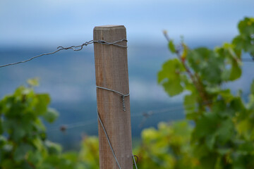 Pfahl in den Weinbergen