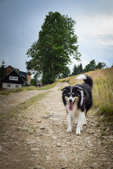 Portrait of border collie on the road in czech mountain Krkonose. He is so funny