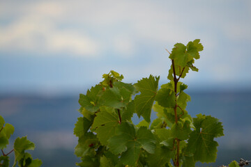 Weinberge