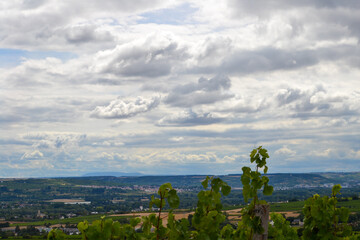 Sch&ouml;ner Weinberg