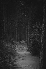 Path through the trees