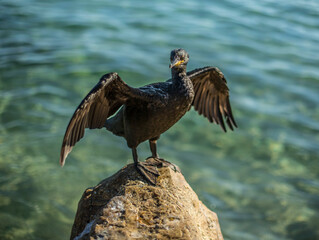 Cormorants enjoying the last sun of a summer afternoon in Cala Vinyeta, Maresme, Barcelona.