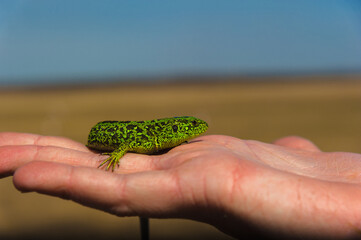 Green steppe lizard in hand. Posing for the camera.