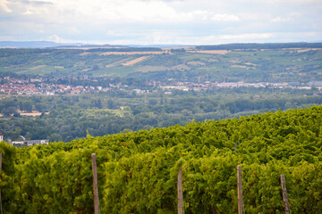 Weinreben