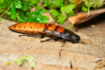 Madagascar hissing cockroach, Gromphadorhina portentosa, one of the largest species reaching 5 to 7.5 centimetres
