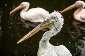 Close-up portrait of an old pelican with a blurred background.
