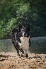 tricolor border collie is running wet on the sand. She is really good swimmer.
