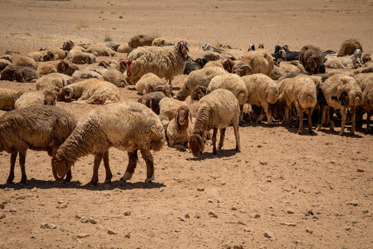 Sheep herd in the Jordanian 