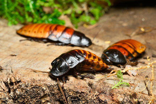 Madagascar hissing cockroach, Gromphadorhina portentosa, one of the largest species reaching 5 to 7.5 centimetres