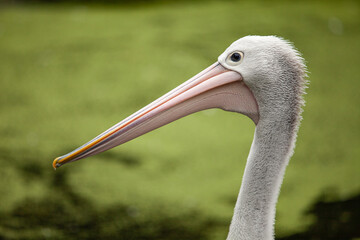 Close-up portrait of an old pelican with a blurred background.