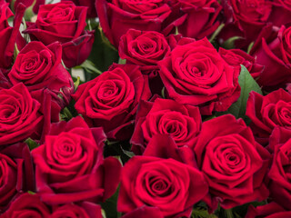 Royal Rose, exhibition, Poland