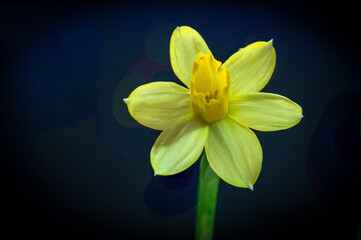 Fototapeta na wymiar Yellow daffodil on a black background