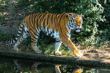 The Siberian tiger,Panthera tigris altaica in a park