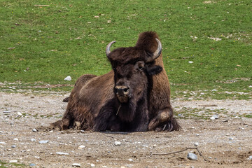 Fototapeta premium American buffalo known as bison, Bos bison in the zoo