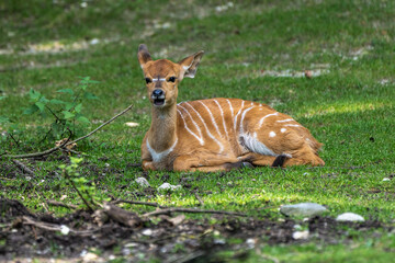 Baby Nyala Antelope - Tragelaphus angasii. Wild life animal.