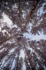 winter pine forest after snowfall