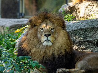 The lion, Panthera leo is one of the four big cats in the genus Panthera