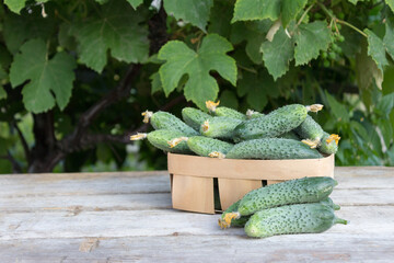 Cucumbers in a basket on a wooden background and green leaves
