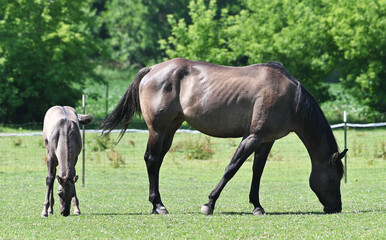 Fototapeta premium Mare and Colt