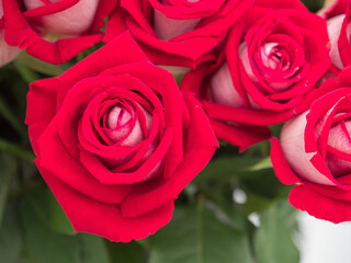 Royal Rose, exhibition, Poland