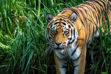Fototapeta na wymiar The Siberian tiger,Panthera tigris altaica in a park