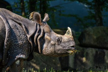 Fototapeta premium The Indian Rhinoceros, Rhinoceros unicornis aka Greater One-horned Rhinoceros