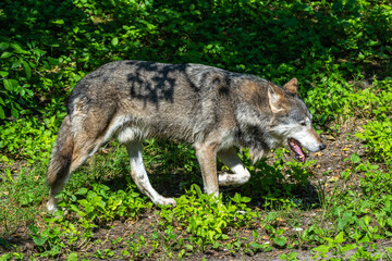 European Grey Wolf, Canis lupus in a german park