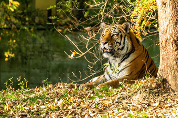 The Siberian tiger,Panthera tigris altaica in the zoo