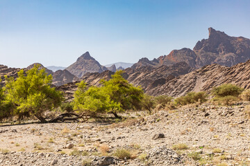 Green trees n the desert mountains of Oman.