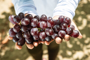 Hands holding a bunch of freshly harvested grapes on a farm.
