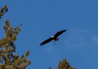 Bald Eagle Nesting Pair