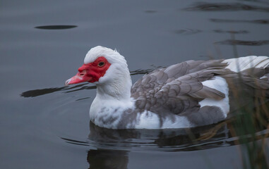 muscovy duck in the water