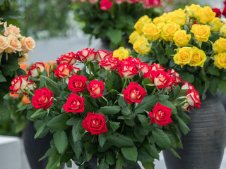 Roses