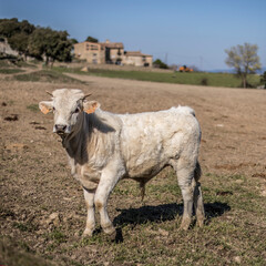 Little calf in the pasture field of the farm.
