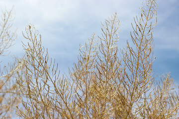 Bare tree branches, dry reeds with clouds and sky in the background.