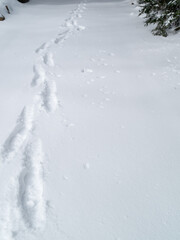 Fototapeta premium footprints in the snow in winter